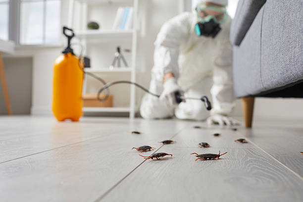 Post-Treatment Bed Bug Interceptor Monitoring in Indian Hills